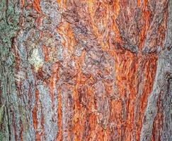 Pinus bark close-up. The texture of the trunk of Pinus sylvestris L. Background from living wood. Forest nature skin. photo