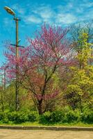 Purple flowers of Cercis canadensis on the branches close-up. Delicate floral background. Pink flowers on a blurry green background. photo