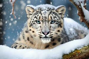 AI generated Image of snow leopard running in the mountains wood photo
