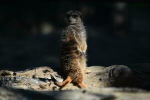 a meerkat stands on a log in the sun photo