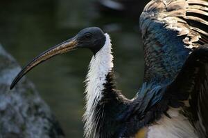 un ibis con un largo pico en pie en el agua foto