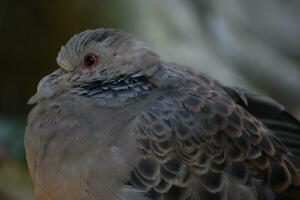 a close up of a bird with a red eye photo