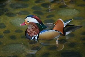 a duck with a colorful head and body photo