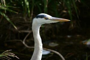 a heron standing in the water near some tall grass photo