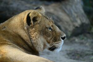 a lioness is sitting on the ground photo