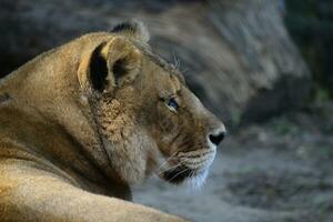 a lioness is sitting on the ground photo