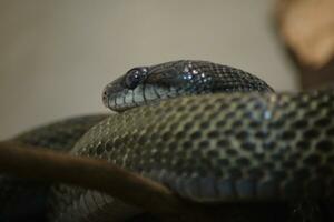 un cerca arriba de un serpiente con sus cabeza en un rama foto