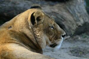 a lioness is sitting on the ground photo