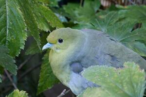 a green bird with yellow eyes sitting on a branch photo