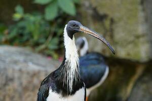 an ibis with a long beak standing in the water photo