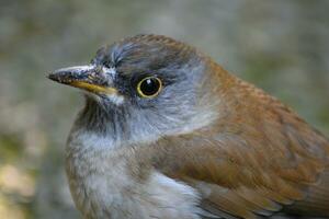 a bird with a yellow eye and a brown beak photo