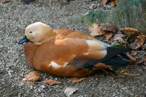 a brown and white bird sitting on the ground photo