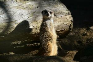 a meerkat stands on a log in the sun photo