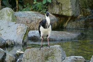 an ibis with a long beak standing in the water photo