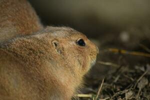 a ground squirrel is sitting on a rock photo