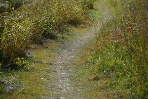 path through the meadow photo