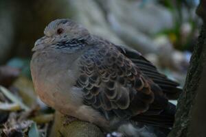 a close up of a bird with a red eye photo