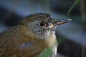 a bird with a yellow eye and a brown beak photo