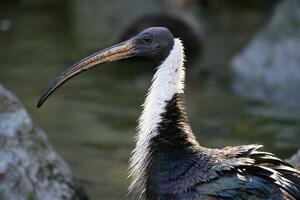 an ibis with a long beak standing in the water photo