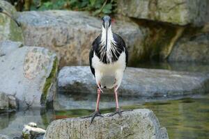 un ibis con un largo pico en pie en el agua foto