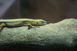 a lizard is sitting on a rock in an enclosure photo