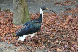 un ibis con un largo pico en pie en el agua foto