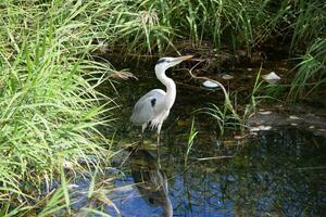 a heron standing in the water near some tall grass photo