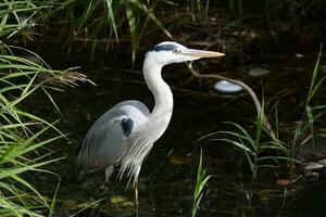 a heron standing in the water near some tall grass photo