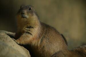 a ground squirrel is sitting on a rock photo