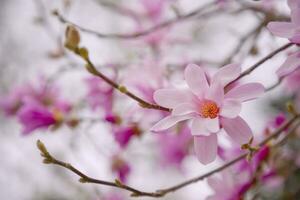 Magnolia Flower on Magnolia Tree. A pink flowering magnolia flower photo