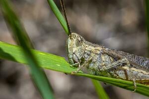 Amazing detail of a small grasshopper on a leaf. Close up. photo