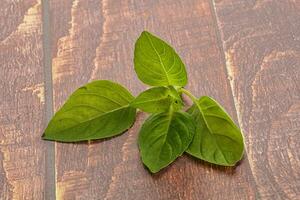 Raw green basil leaves seasoning photo