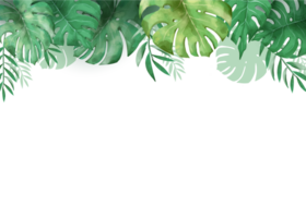 Grün Monstera Blätter Rand im Aquarell png