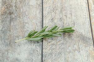 Rosemary branch - organic spicy herb photo