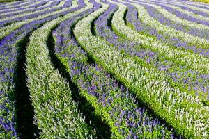 Row of flowers in the garden with purple and white colors photo