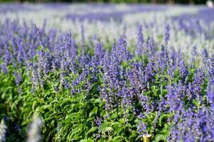 Little purple flower fields with white flowers background photo