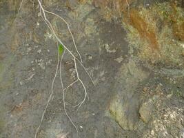 Earth mound and protruding plant roots.  Background from earth and plants. Collapsed soil. earthen slope. photo