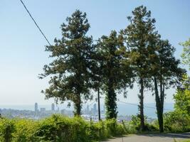 Coniferous southern trees. Wire on trees.  City in the background. photo