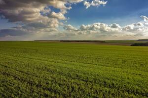 The stunning landscape of green young wheat rows at field and day sky with clouds photo