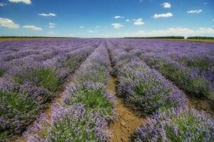 lavanda flor floreciente perfumado campos en interminable filas día vista. foto