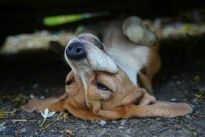 Lazy beagle dog under a car. photo