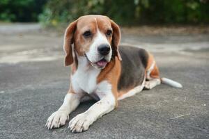 A cute beagle dog lying on concrete floor. photo