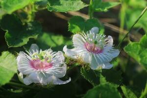 Flower of fetid passionflower or passiflora foetida or scarlet fruit passion flower, wild maracuja, bush passion fruit, marya-marya, wild water lemon. photo