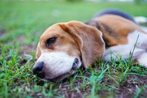 A cute tri-color beagle dog lying on green grass in a meadow. photo