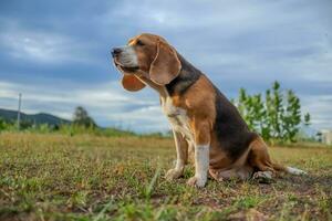 A tri-color beagle dog howling while sitting on the field. photo