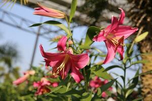 Pink lily flowers on its tree. photo