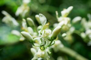 Closed-up moringa flowers on its tree  in nature background.Selective focus,shallow depth of field. photo