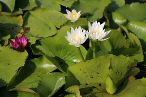 Beautiful white lotus flower with a green leaf in the pond. A white lotus water lily blooming on the water. photo