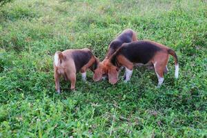 un pandilla de beagle perro es mirando en alguna cosa ocultación debajo el verde césped en el césped campo. foto