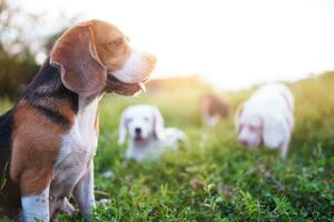 A cute beagle dog sitting on the grass  out door in the meadow. Focus on face,shallow depth of field. photo